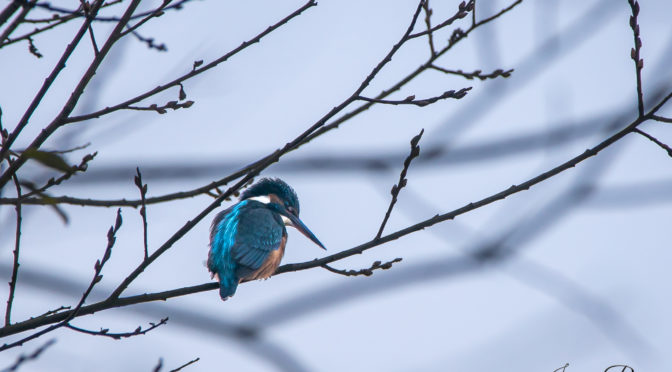 Ein Eisvogel gesichtet!