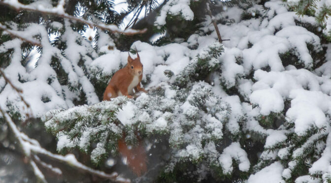 Schneehörnchen