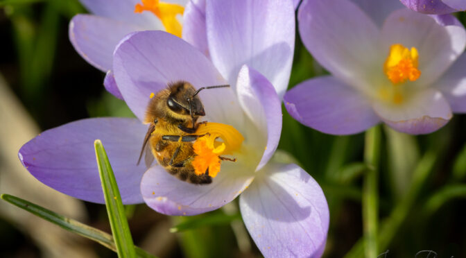 Der Frühling ist da!