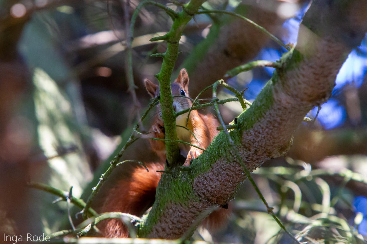 2020-08-05_17-07-11_Garten_IMG_5867-1600