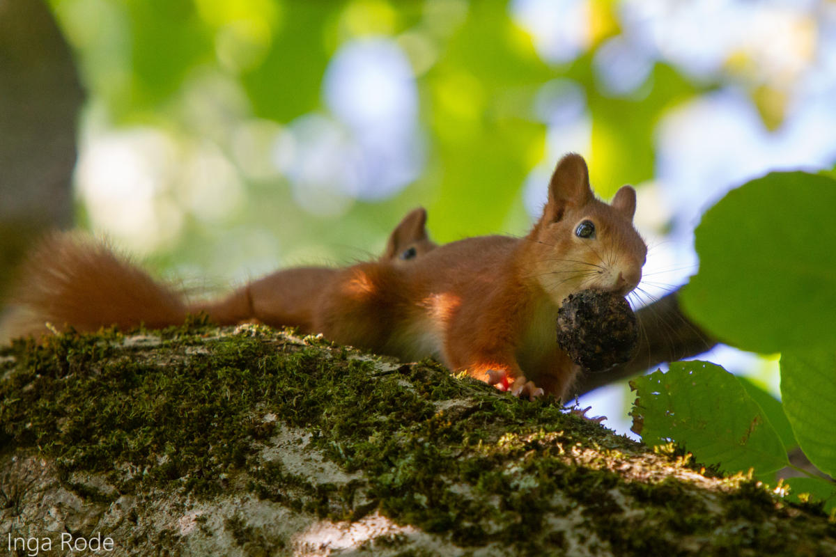 2020-09-14_09-20-05_Eichhörnchen_IMG_9345-1600
