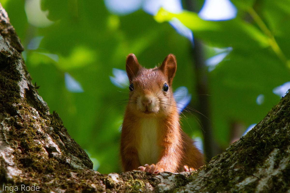 2020-09-14_12-33-07_Eichhörnchen_IMG_9787-1600