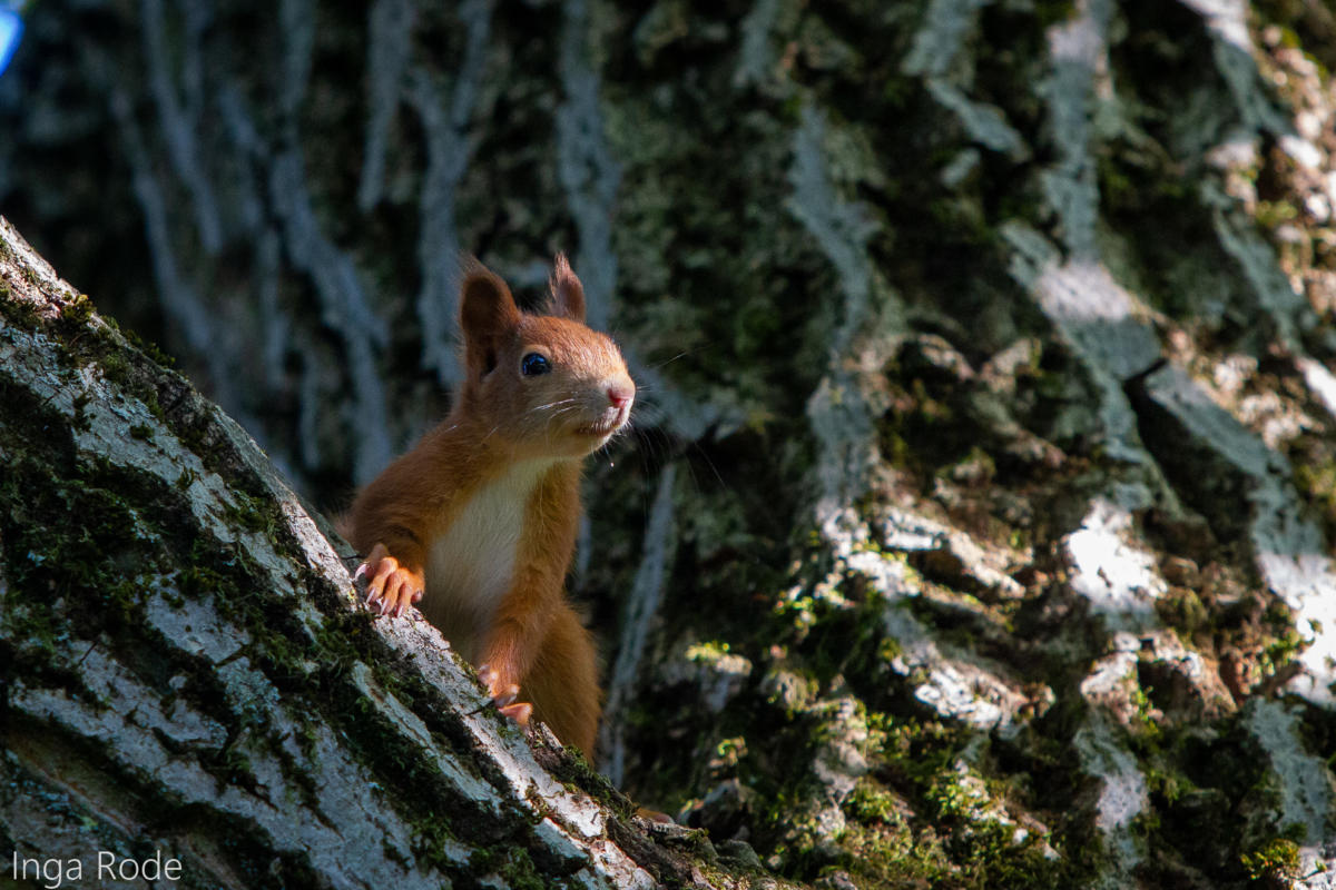 2020-09-21_16-21-33_Eichhörnchen_IMG_1283-1600