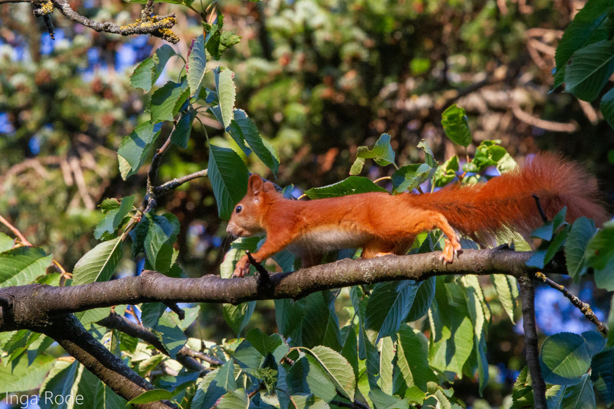 2020-09-21_17-16-06_Eichhörnchen_IMG_1487-1600