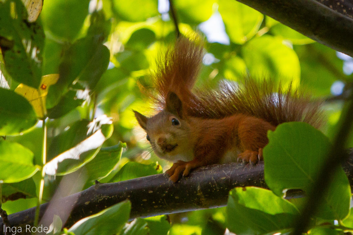 2020-09-28_09-08-10_Eichhörnchen_IMG_1656-1600