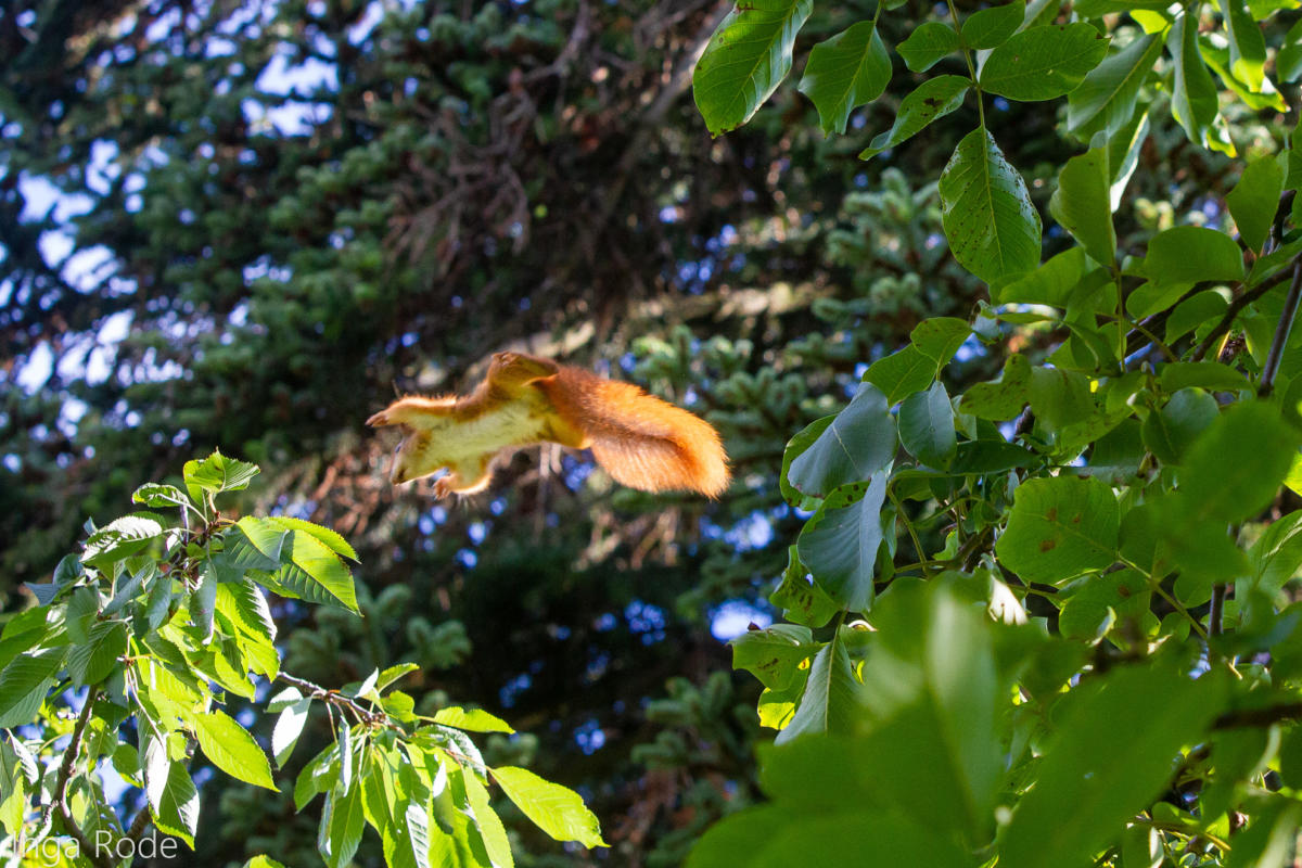 2020-09-28_09-10-02_Eichhörnchen_IMG_1673-1600