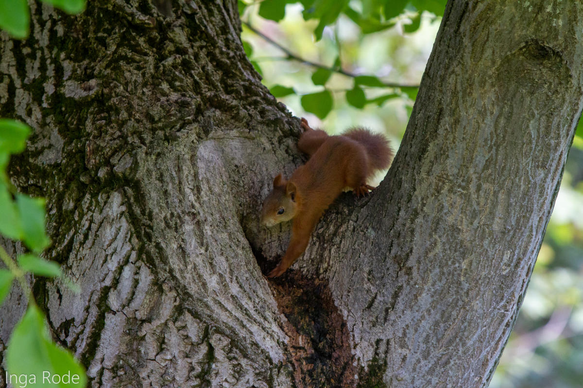 2020-09-28_10-02-16_Eichhörnchen_IMG_1760-1600