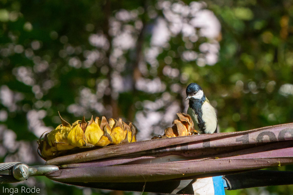 2020-09-30_15-46-13_Eichhörnchen_IMG_1841-1600