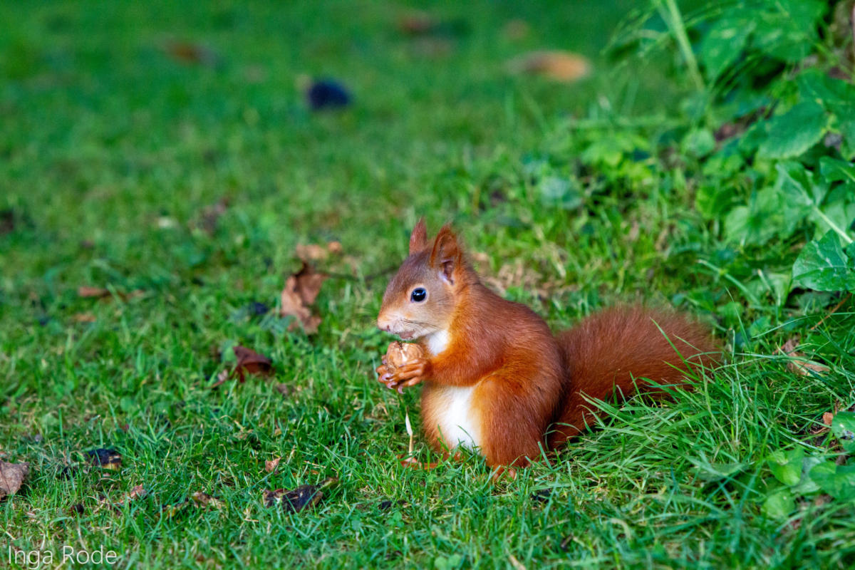 2020-09-30_16-50-47_Eichhörnchen_IMG_1942-1600