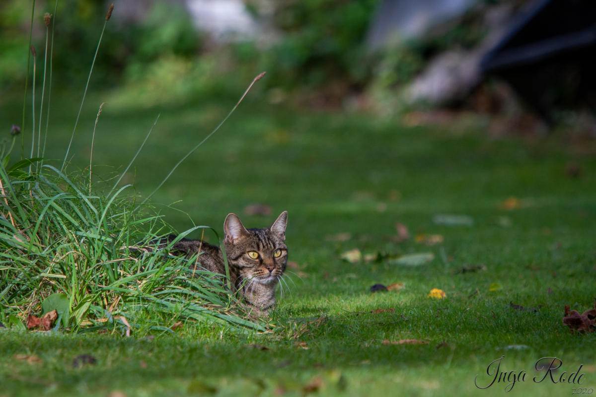 2020-10-04_15-03-12_Garten_IMG_4277-1600