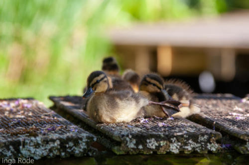 2020-05-05_17-54-15_Enten-Tag-9_IMG_2549-1600