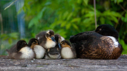 2020-05-15_19-31-18_Enten-Tag-19_IMG_4007-1600