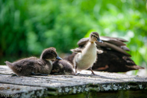 2020-05-17_12-03-52_Enten-Tag-21_IMG_4242-1600