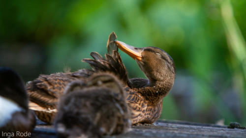 2020-06-08_17-55-05_Enten-Tag-43_IMG_1289-1600