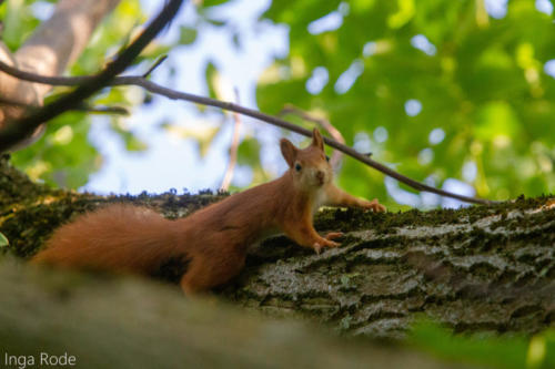 2020-09-13_17-21-39_Eichhörnchen_IMG_9219-1600