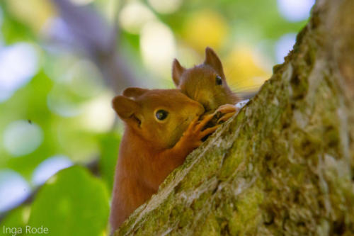 2020-09-14_09-20-34_Eichhörnchen_IMG_9373-1600