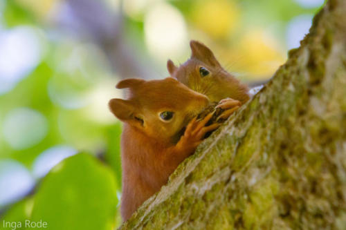 2020-09-14_09-20-35_Eichhörnchen_IMG_9374-1600