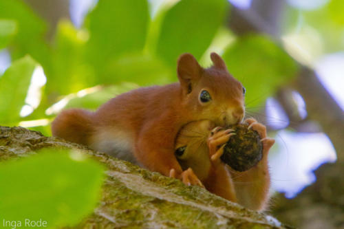2020-09-14_09-20-41_Eichhörnchen_IMG_9379-1600