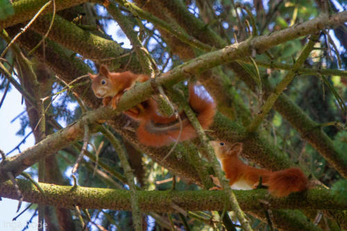 2020-09-14_11-45-43_Eichhörnchen_IMG_9542-1600