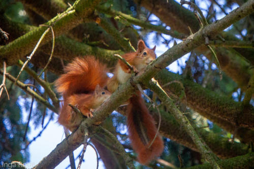 2020-09-14_11-45-55_Eichhörnchen_IMG_9553-1600