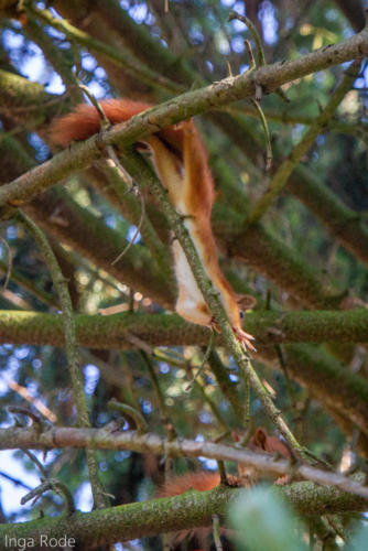 2020-09-14_11-46-08_Eichhörnchen_IMG_9567-1600