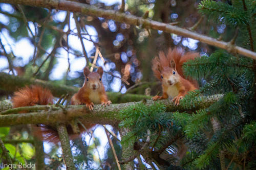 2020-09-14_11-46-32_Eichhörnchen_IMG_9571-1600