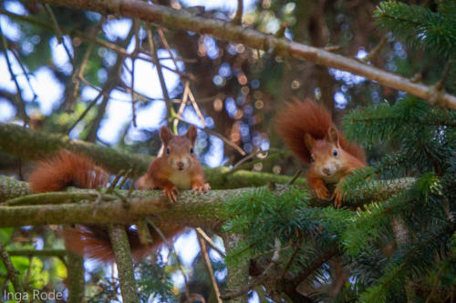 2020-09-14_11-46-40_Eichhörnchen_IMG_9575-1600