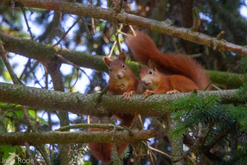 2020-09-14_11-47-13_Eichhörnchen_IMG_9592-1600
