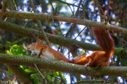 2020-09-14_11-49-41_Eichhörnchen_IMG_9636-1600
