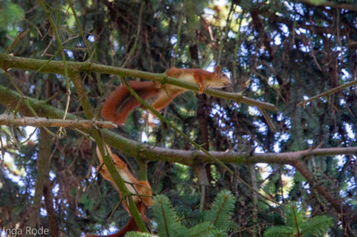 2020-09-14_11-49-47_Eichhörnchen_IMG_9648-1600