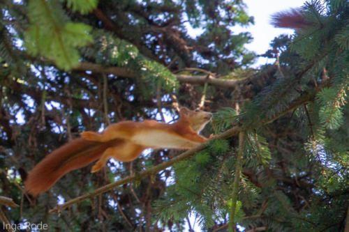 2020-09-14_11-49-51_Eichhörnchen_IMG_9651-1600