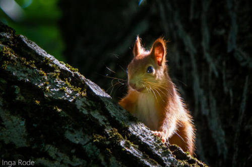 2020-09-14_12-28-52_Eichhörnchen_IMG_9747-1600