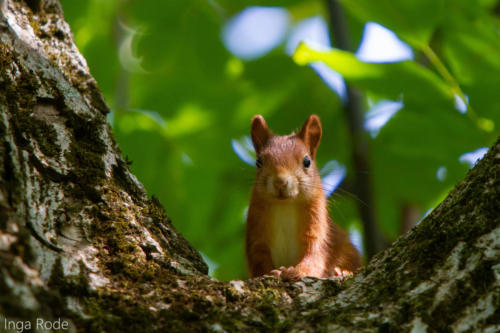 2020-09-14_12-33-12_Eichhörnchen_IMG_9789-1600