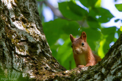 2020-09-14_12-33-45_Eichhörnchen_IMG_9801-1600