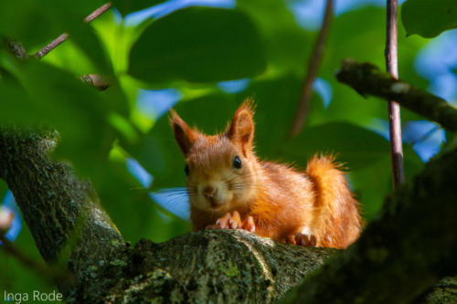2020-09-17_08-50-18_Eichhörnchen_IMG_0073-1600