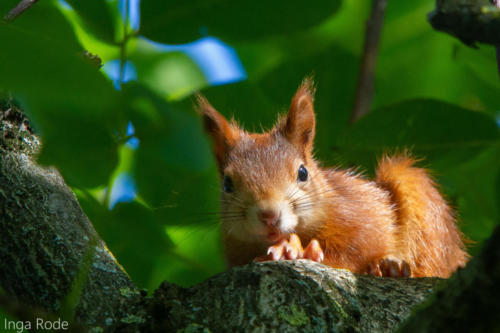 2020-09-17_08-51-20_Eichhörnchen_IMG_0086-1600