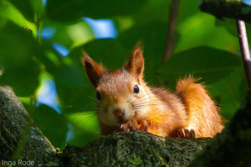 2020-09-17_08-51-55_Eichhörnchen_IMG_0095-1600
