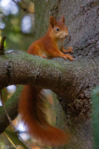 2020-09-18_08-23-34_Eichhörnchen_IMG_0283-1600