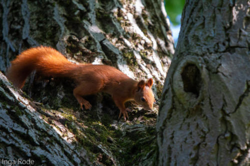 2020-09-21_16-21-43_Eichhörnchen_IMG_1290-1600