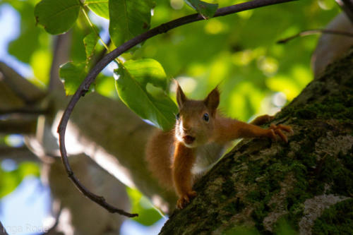 2020-09-28_09-08-53_Eichhörnchen_IMG_1665-1600