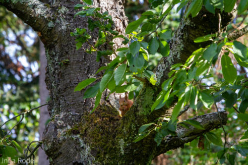 2020-09-28_09-21-03_Eichhörnchen_IMG_1682-1600