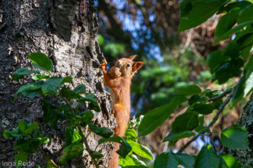 2020-09-28_09-21-20_Eichhörnchen_IMG_1684-1600