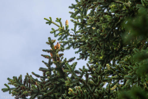 2020-09-28_09-27-03_Eichhörnchen_IMG_1710-1600
