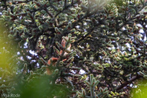 2020-09-28_09-27-28_Eichhörnchen_IMG_1714-1600
