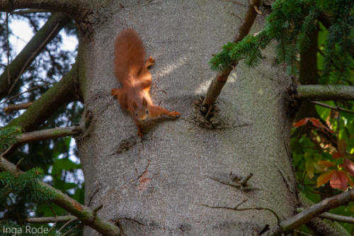 2020-09-28_09-42-13_Eichhörnchen_IMG_1732-1600