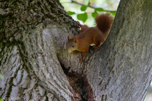 2020-09-28_10-02-17_Eichhörnchen_IMG_1762-1600