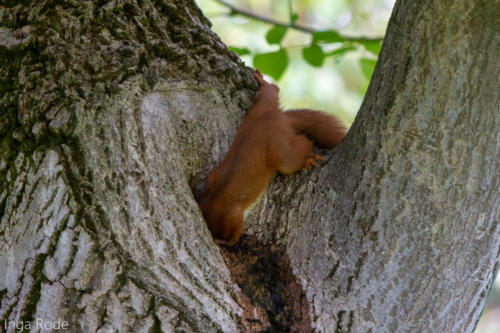 2020-09-28_10-02-24_Eichhörnchen_IMG_1763-1600