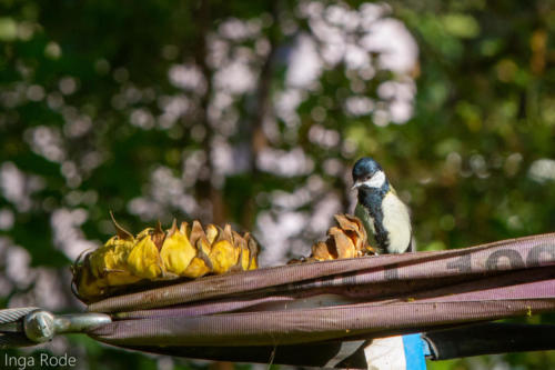 2020-09-30_15-46-13_Eichhörnchen_IMG_1841-1600