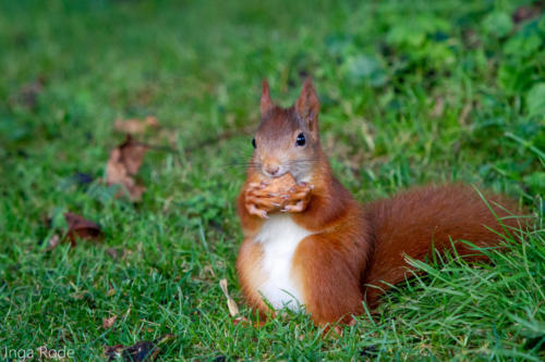 2020-09-30_16-51-48_Eichhörnchen_IMG_1952-1600