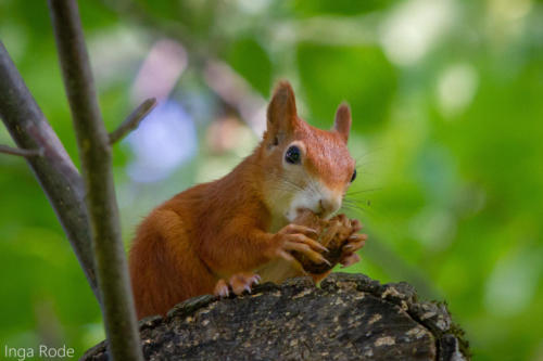 2020-10-01_10-54-19_Eichhörnchen_IMG_2021-1600